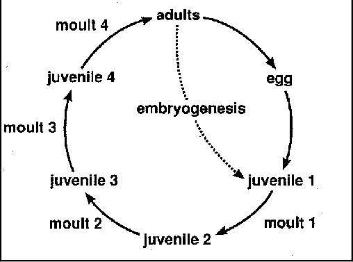 Siklus hidup nematoda