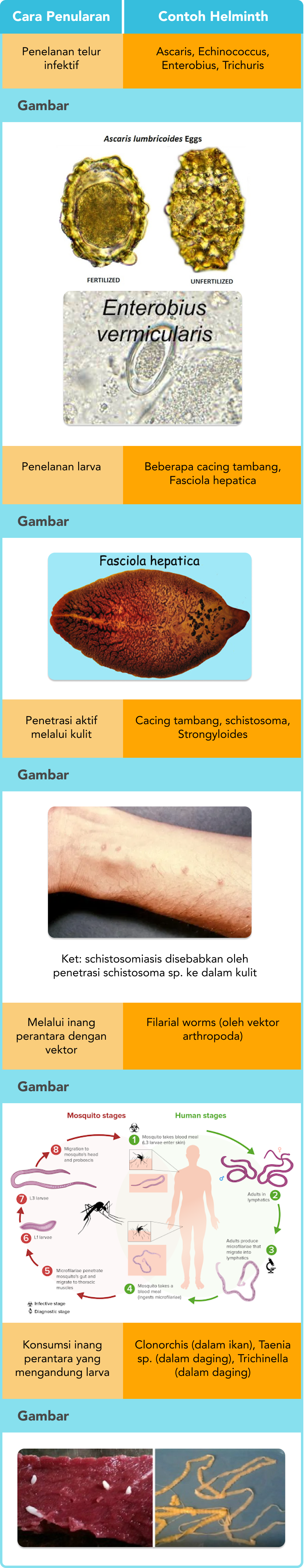 Cara penularan, Diagnosis, Pengobatan dan Pencegahan